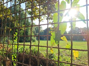 Pogled kroz ogradu u prostor Brodarskog instituta. [DF 2025.]